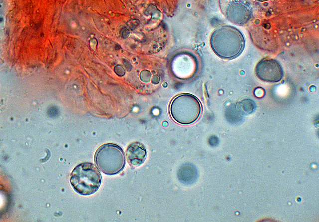 Amanita spec. Cod.: 4748-07